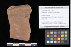 Foto (Objekt + Etikett) von Asterocalyx styriacus Ettingshausen (NHMW-GEO-2024-0188-0416)